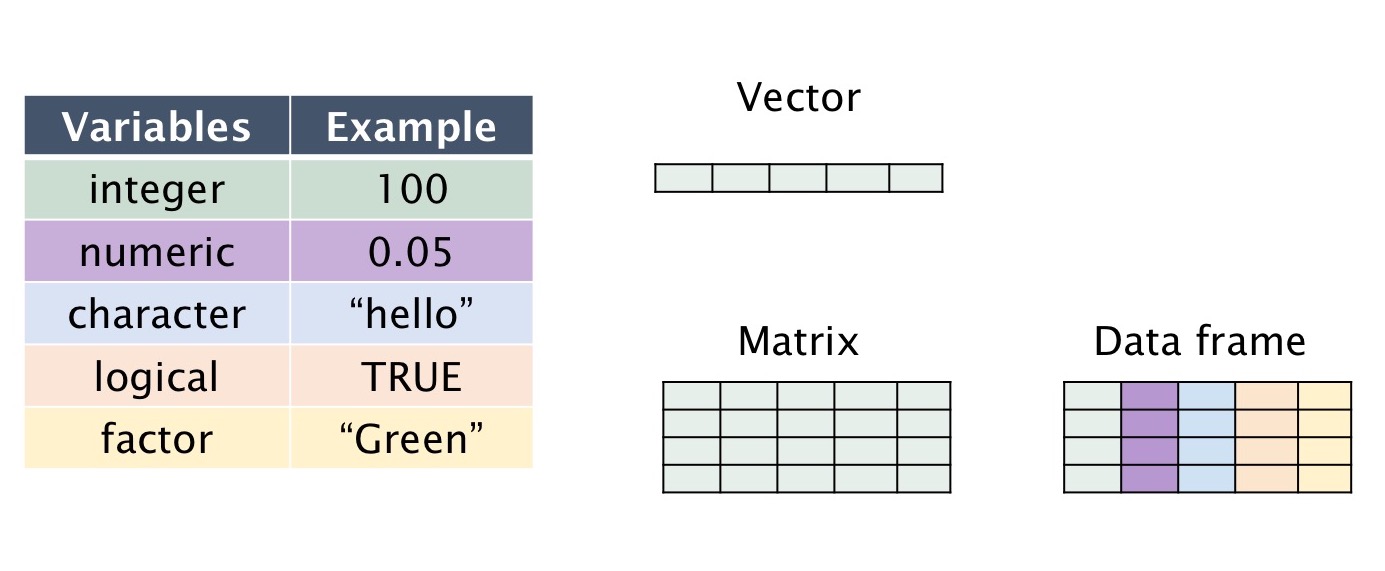 Data Types in R \label{data_Type}